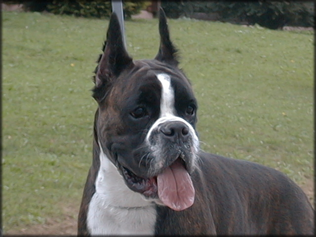 boxer: Lotta el Bosk